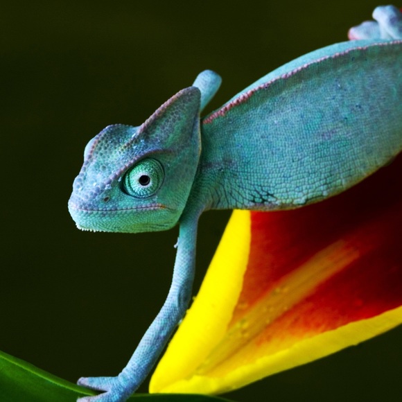 Meet your Posher, Jaxon - Picture 1 of 1